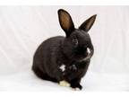 Adopt Elise a Bunny Rabbit