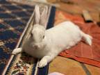 Adopt Willow a Bunny Rabbit