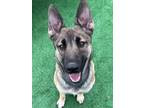 Adopt ROXIE a German Shepherd Dog