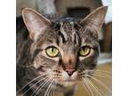 Adopt Elsa a Domestic Short Hair