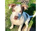Adopt Joy a Labrador Retriever, American Staffordshire Terrier
