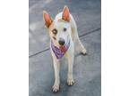 Adopt MARCIE a German Shepherd Dog