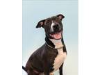 Adopt KATHY a Bull Terrier, Labrador Retriever