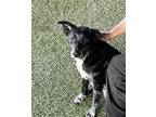 Adopt LEXIE a Catahoula Leopard Dog, Australian Cattle Dog / Blue Heeler