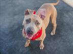 Adopt OHNO a Pit Bull Terrier, Mixed Breed