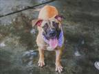 Adopt LILY a Boxer, Mixed Breed