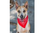 Adopt CHRISTIE a German Shepherd Dog, Mixed Breed