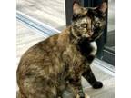 Adopt Soba a Domestic Short Hair