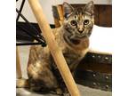 Adopt Meringue a Domestic Short Hair