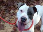 Adopt BUFFY a American Staffordshire Terrier, Mixed Breed