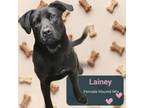 Adopt Lainey a Hound, Mixed Breed