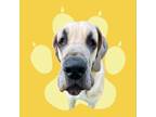 Adopt Darla a Great Dane