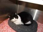 Adopt Sugar Plum a Domestic Short Hair