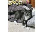 Adopt Mini(Bonded with Little One) a Domestic Short Hair