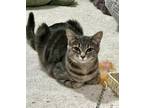 Adopt Little One(Bonded with Mini) a Domestic Short Hair