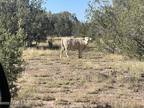 Ash Fork, Coconino County, AZ Undeveloped Land for sale Property ID: 415104428