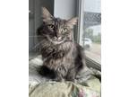 Adopt Yoko a Domestic Short Hair