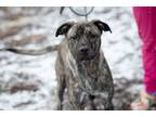 Adopt Squiggles a Plott Hound, Pit Bull Terrier