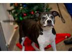 Adopt Grandma a Boxer, American Staffordshire Terrier