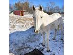 Adopt SHANIA a Arabian