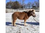 Adopt MUFFIN a Shetland Pony