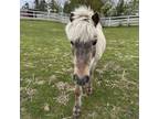 Adopt MUFFIN a Shetland Pony