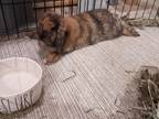 Adopt Bailey a Lop Eared, Harlequin