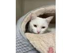 Adopt Blizzard a Domestic Short Hair