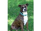 Adopt Bayco - Sponsored! a Mixed Breed