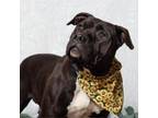 Adopt Larissa a Pit Bull Terrier, American Staffordshire Terrier