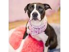 Adopt Edessa a Pit Bull Terrier, American Staffordshire Terrier