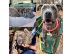 Adopt MARINA a American Staffordshire Terrier