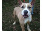 Adopt Marcella a Pit Bull Terrier