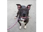 Adopt Carly a Pit Bull Terrier