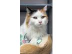 Adopt Tanka a Domestic Long Hair