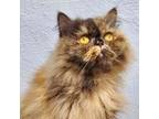 Adopt Pixie (Crookshank) a Persian