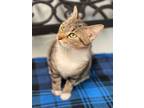 Adopt Estie a Domestic Short Hair