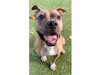 Adopt Peach a Boxer, Pit Bull Terrier