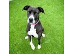 Adopt Mixie a Great Dane, Pit Bull Terrier