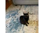 Adopt - Local & Urgent - Bella a Domestic Short Hair