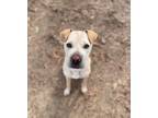 Adopt Goldie a Shar-Pei, Mixed Breed