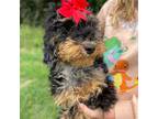 Wapoo Puppy for sale in Centerville, TX, USA