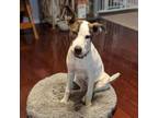 Adopt Sparkles a Jack Russell Terrier