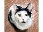 Adopt Elsie a Norwegian Forest Cat, Turkish Van