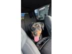 Adopt Burdee (SC) a Rottweiler