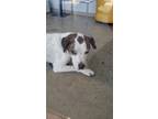 Adopt Pebbles a Basset Hound, Mixed Breed