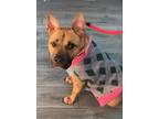 Adopt Roxy a German Shepherd Dog, Pit Bull Terrier