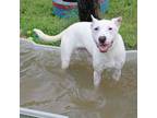Adopt LuLu a Dogo Argentino, Mixed Breed