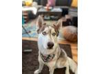 Adopt Yara a Siberian Husky