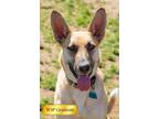 Adopt Dulcinea a German Shepherd Dog, Mixed Breed